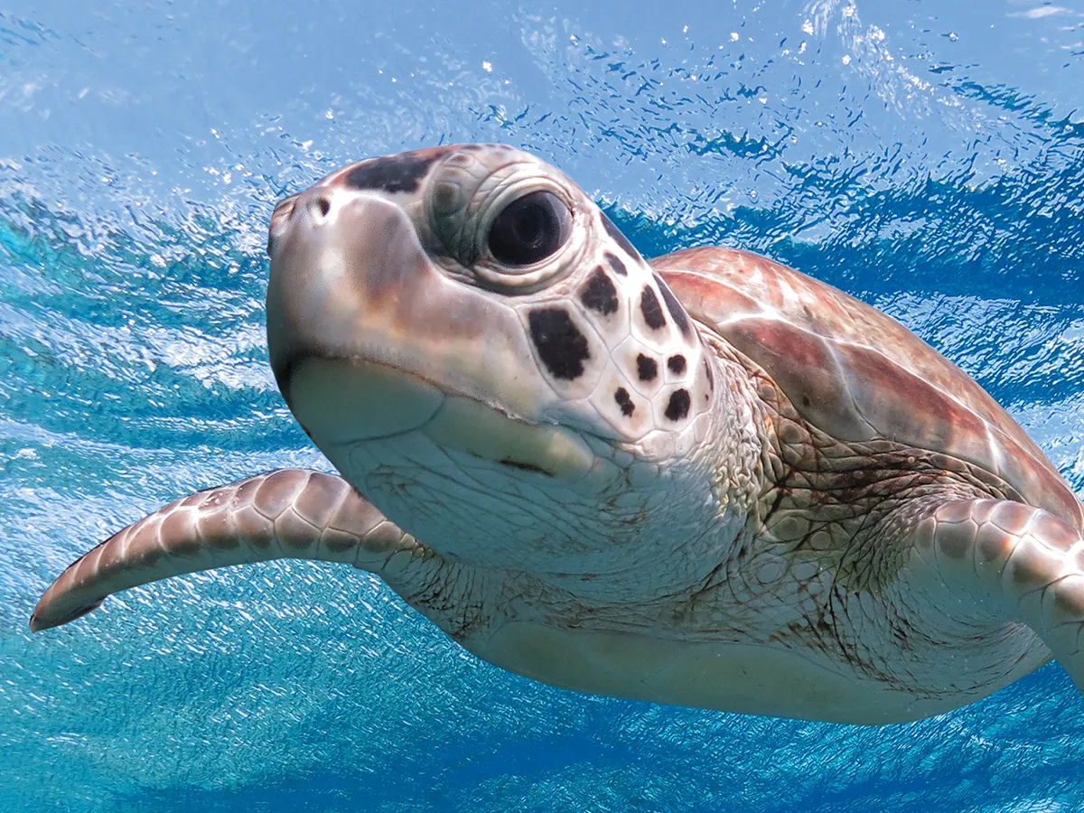 Пазл 3D Морская черепаха, 500 деталей (20055)