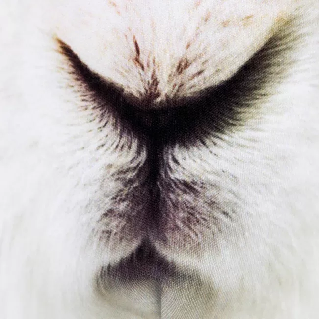 Маска многоразовая Белый кролик